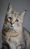 du FarWest - exceptionnels chatons pixiebob pixie-bobs à vendre