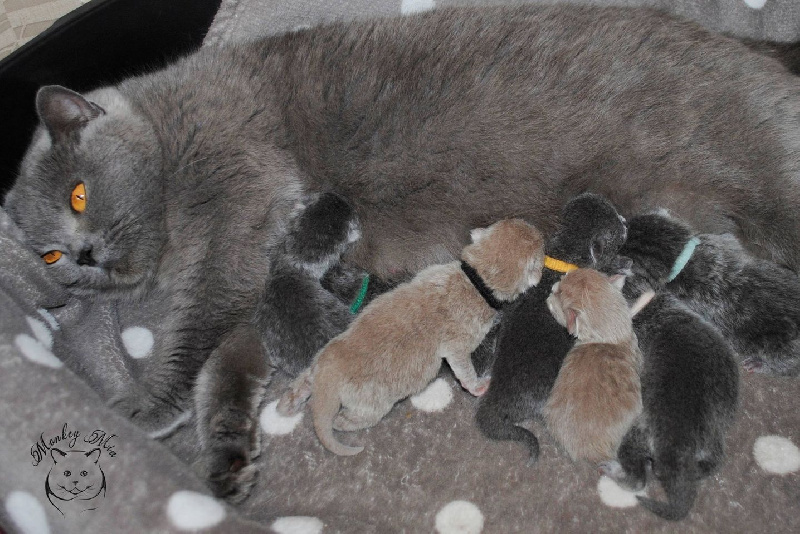 Monkey Mia - British Shorthair et Longhair - Portée née le 07/06/2023