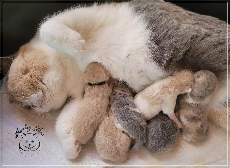 Monkey Mia - British Shorthair et Longhair - Portée née le 25/02/2023