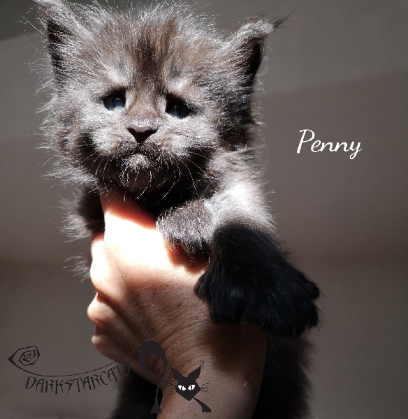 Penny  - 
