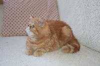 Oh Garfield of Jessicats - Exotic Shorthair