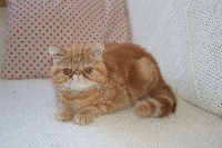 Of Jessicats - Chaton disponible  - Exotic Shorthair