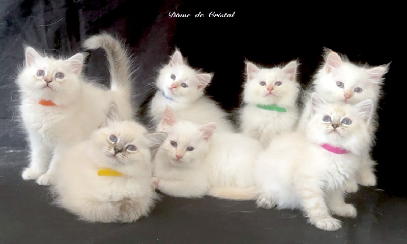 chaton Sibérien Du Dôme De Cristal