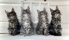 Du Brin De Paille - Magnifiques chatons disponibles au Brin de Paille
