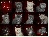 Du Brin De Paille - Magnifiques chatons Maine coon disponibles à la réservation