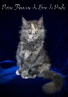 Petite Flamme - Maine Coon