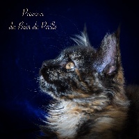 Passion - Maine Coon