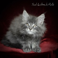 Seed - Maine Coon