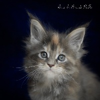 Rime - Maine Coon