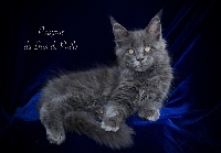 Papyrus - Maine Coon