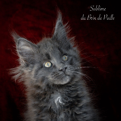 Sublime - Maine Coon