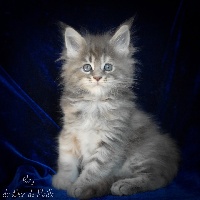Ray - Maine Coon