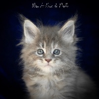 Ray - Maine Coon