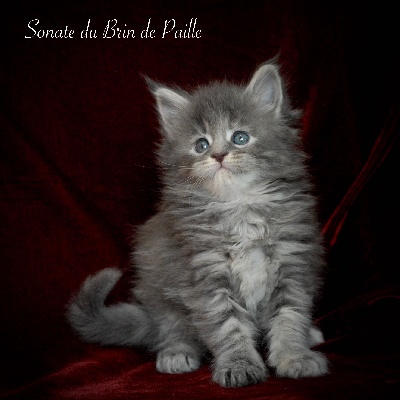 Sonate - Maine Coon