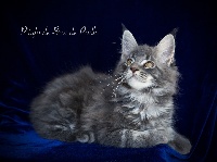 Pitufo - Maine Coon