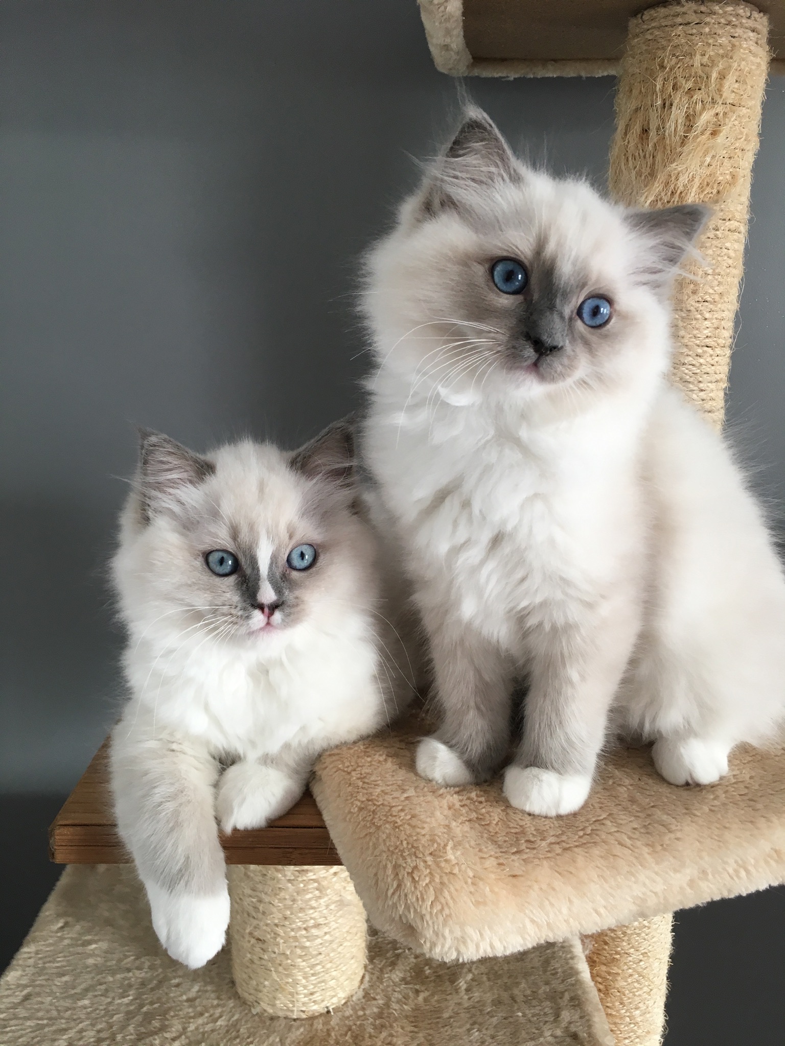 chaton Ragdoll Des Ragdolls En Nord