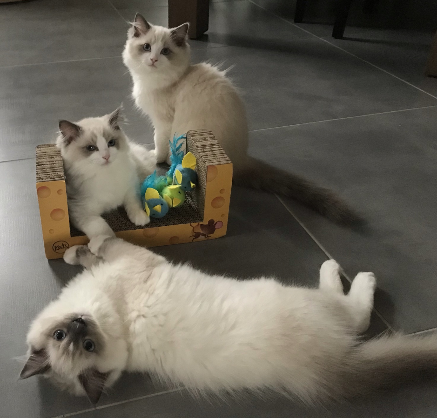 chaton Ragdoll Des Ragdolls En Nord