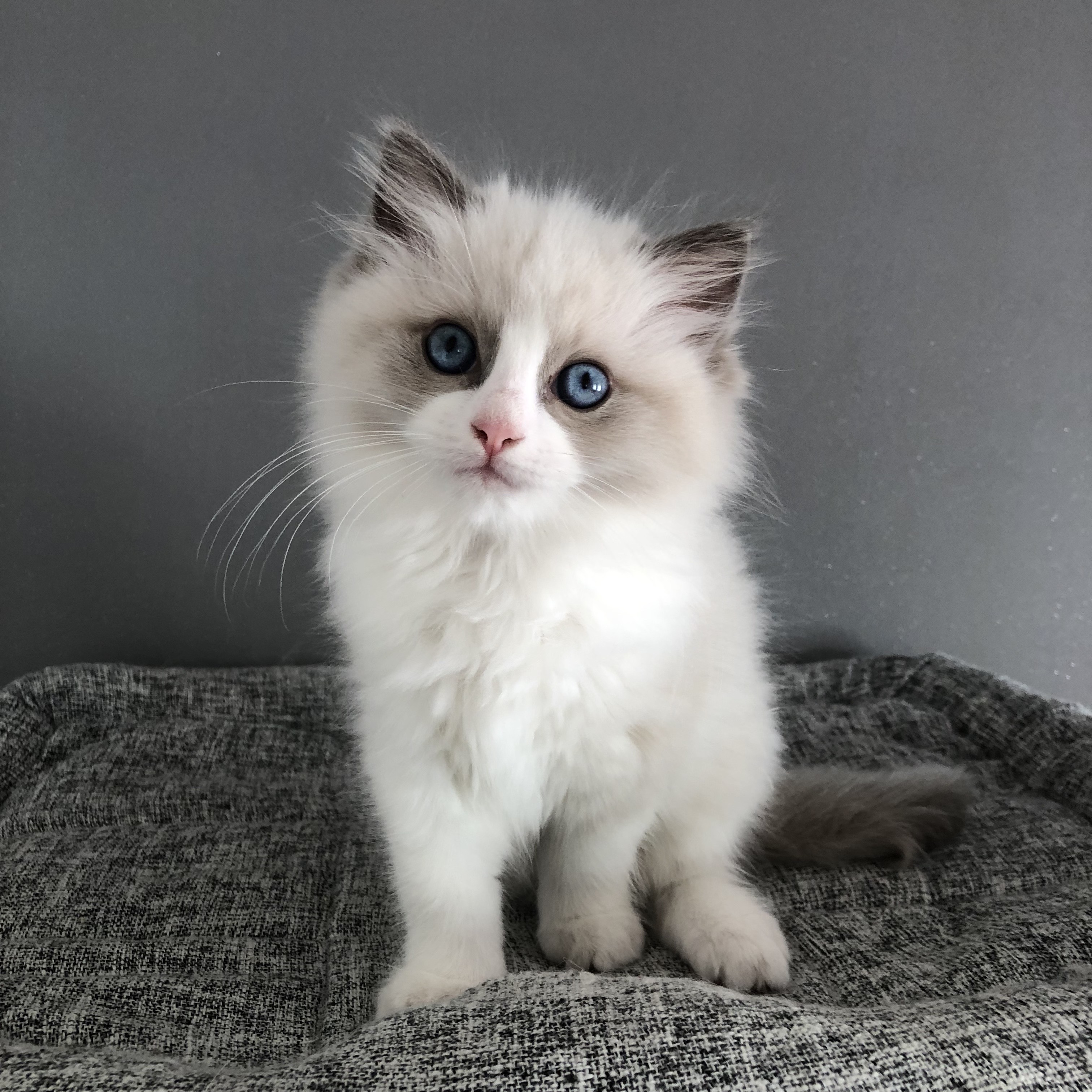 chaton Ragdoll Des Ragdolls En Nord