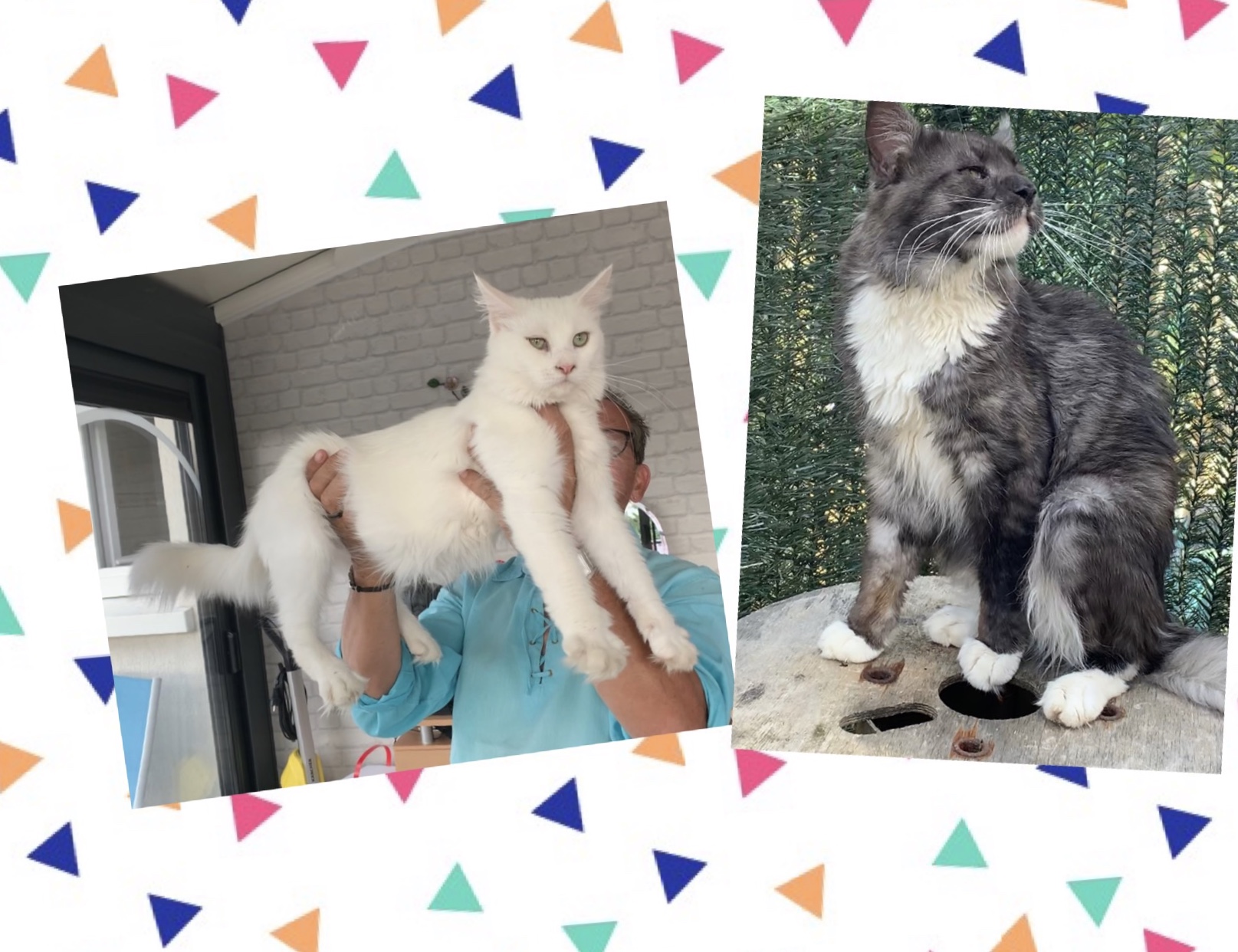 Du Nursing Cat - Maine Coon - Portée née le 24/09/2019