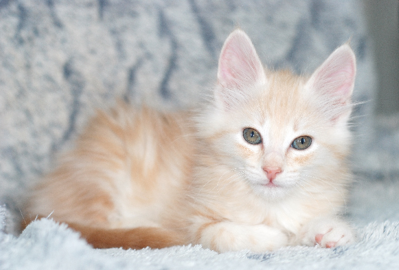 Chatonne Red silver tabby - 