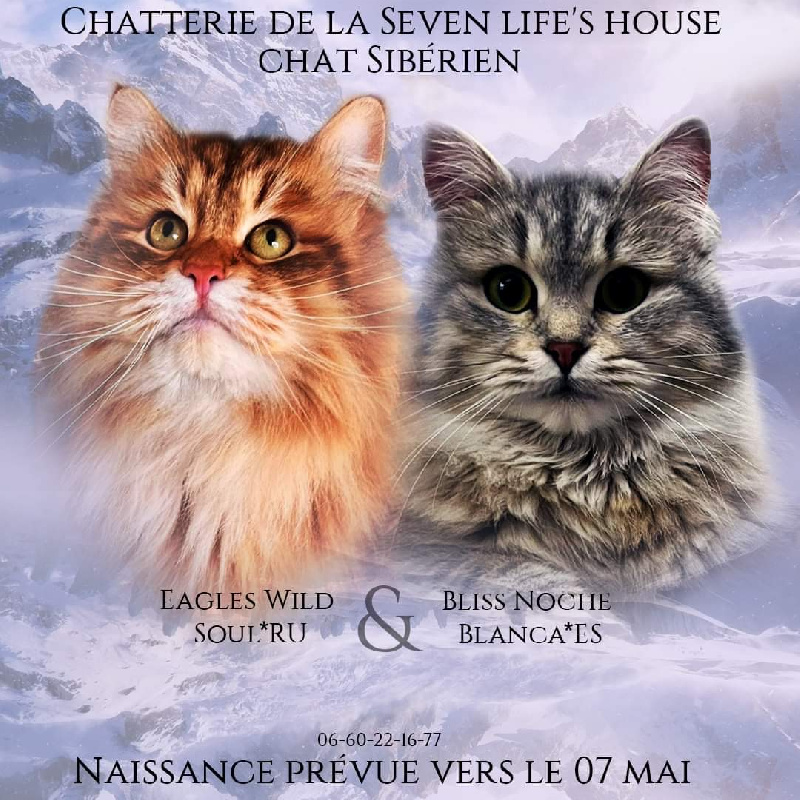 chaton Sibérien De La Seven Lives' House