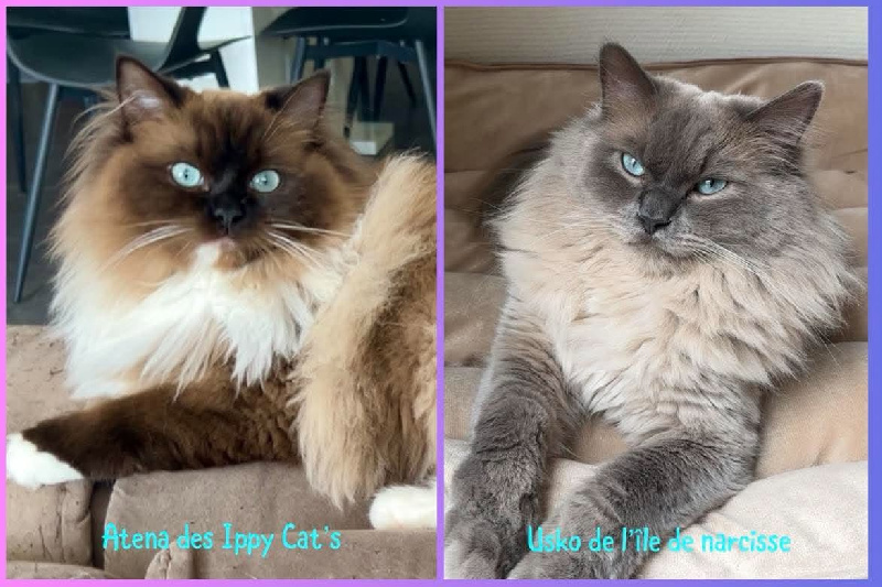 chaton Ragdoll Des Ippy Cat’s