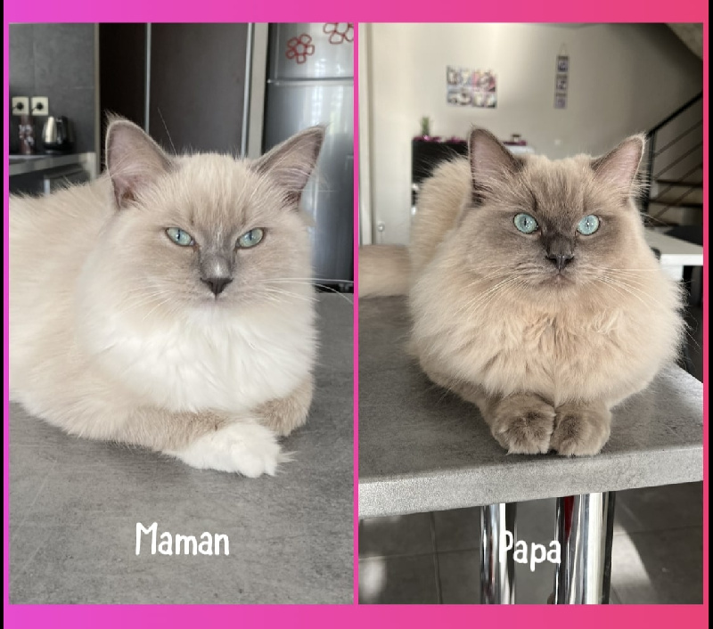 chaton Ragdoll Des Ippy Cat’s