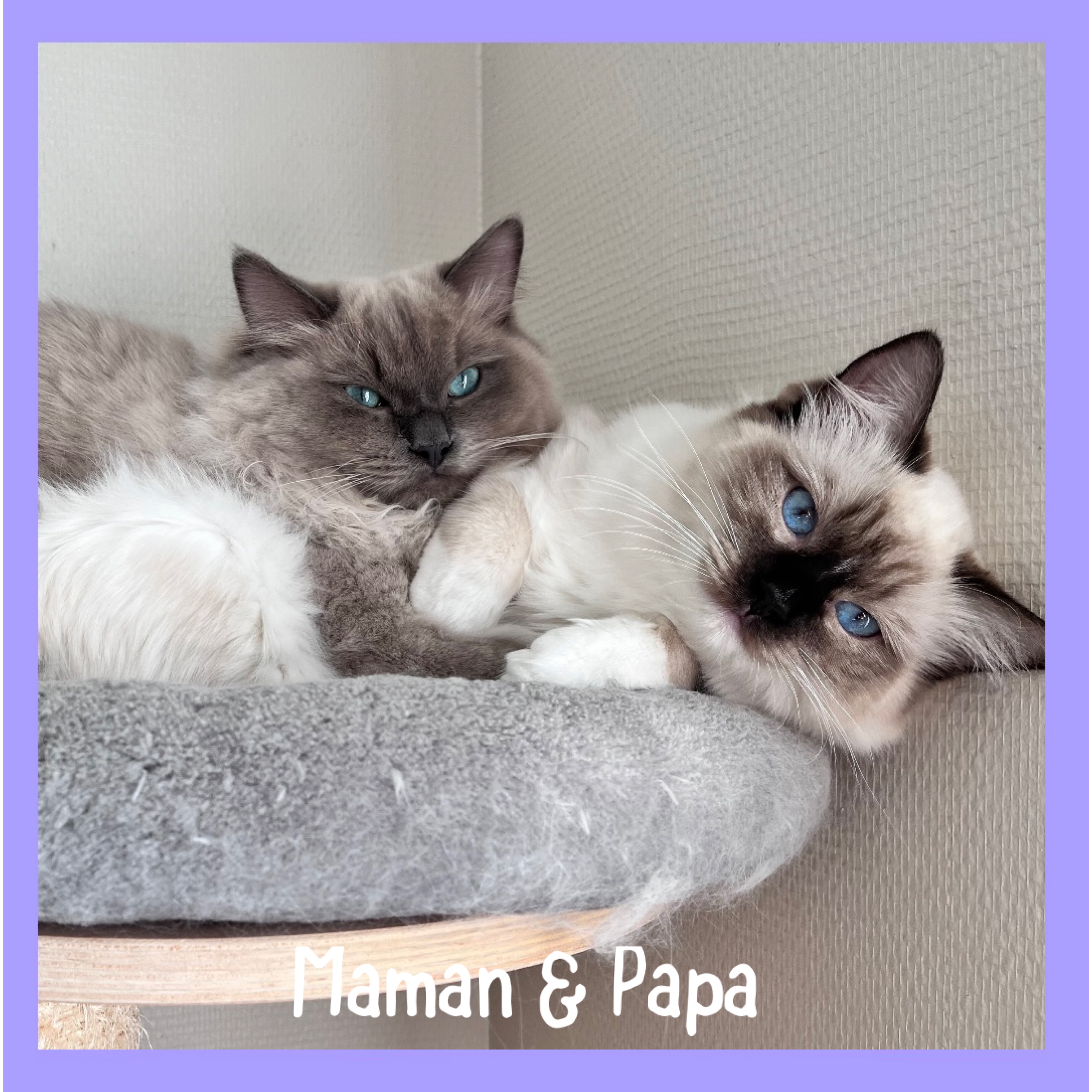 chaton Ragdoll Des Ippy Cat’s