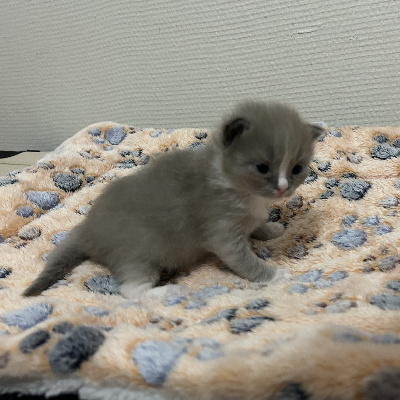 Des Ippy Cat’s - Chaton disponible  - Ragdoll