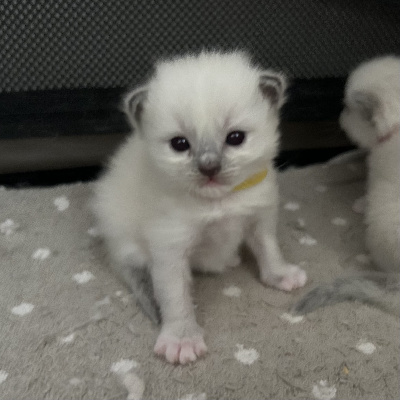 CHATON