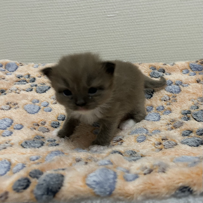 CHATON