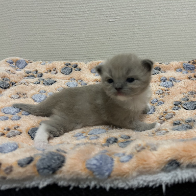 CHATON
