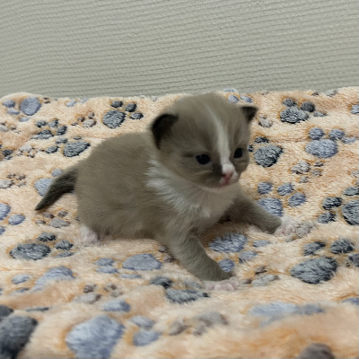 Des Ippy Cat’s - Chaton disponible  - Ragdoll