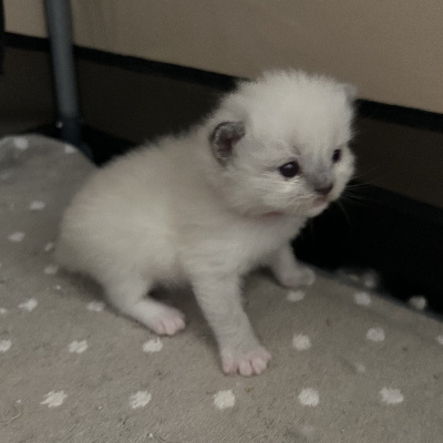 CHATON