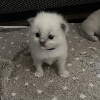 Ragdoll