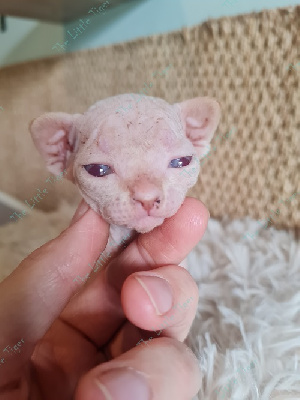 The Little Tiger - Chaton disponible  - Sphynx