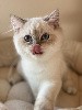 Des Mininours - 3 chatons mâles sont disponibles et attendent leur famille respectives