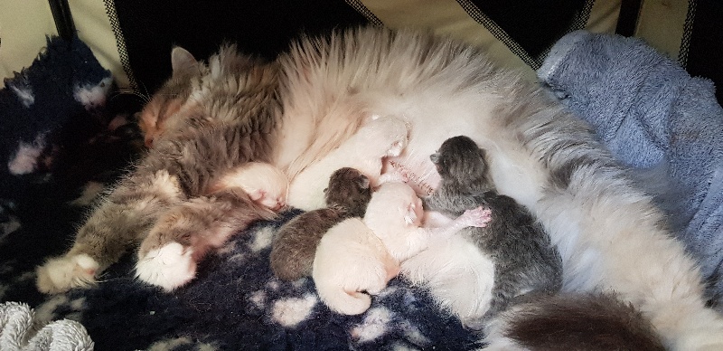 chaton Sibérien Du Domaine De Valimi