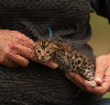 Bengal