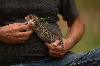 Bengal