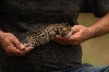 Bengal