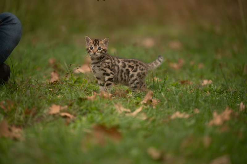 CHATON