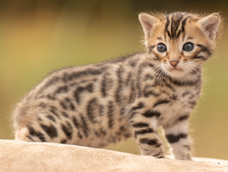 CHATON