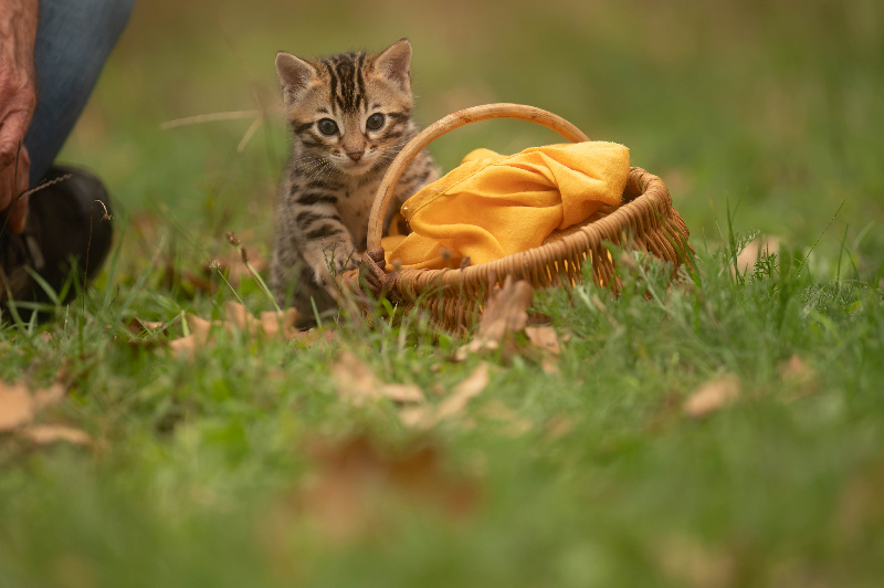 CHATON