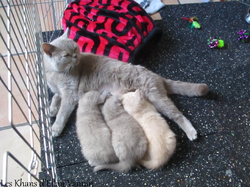 chaton British Shorthair et Longhair D'Ellan Vannin