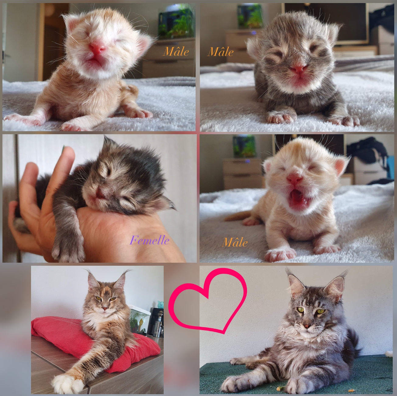 Des Perles Géantes - Maine Coon - Portée née le 23/08/2019