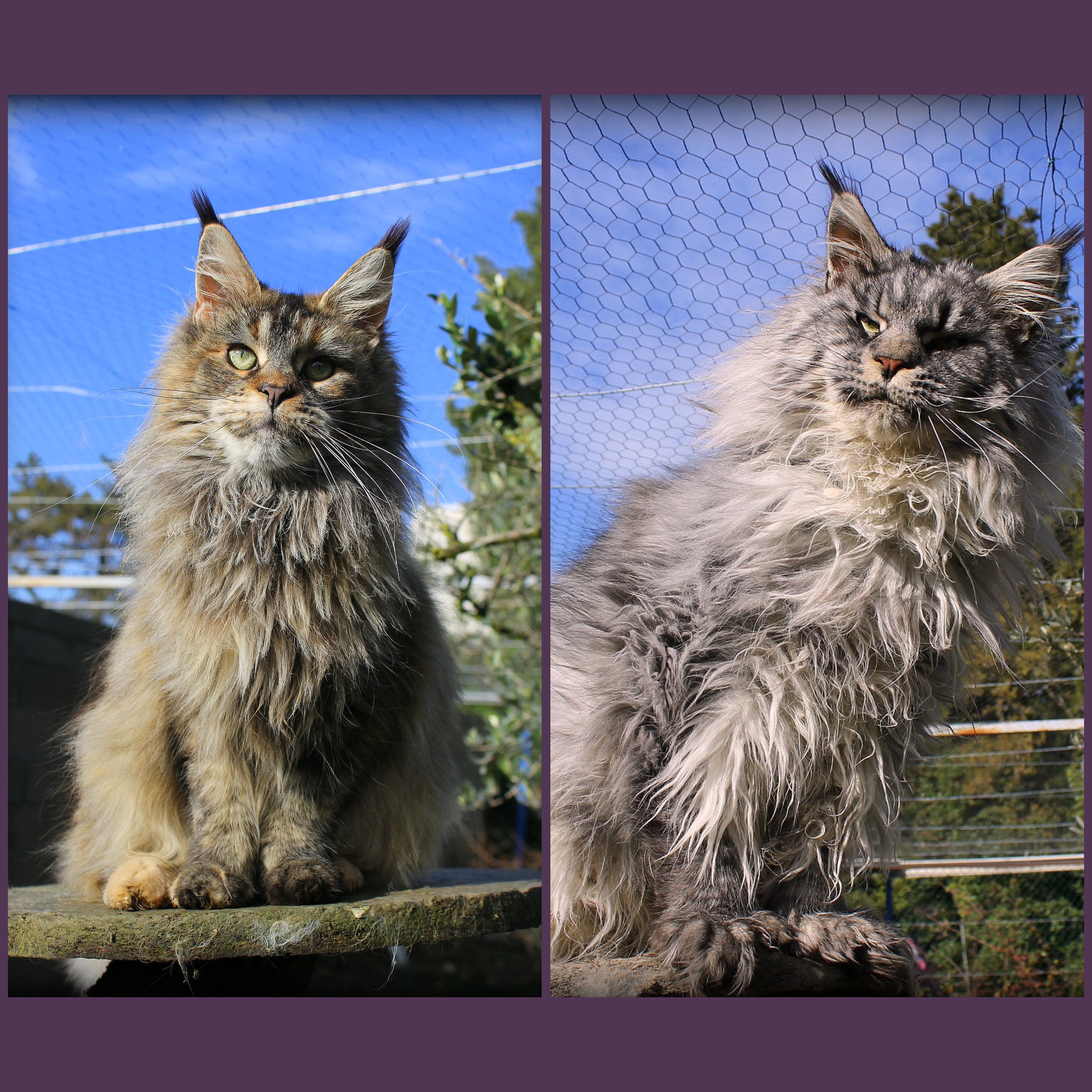 chaton Maine Coon Des Perles Géantes