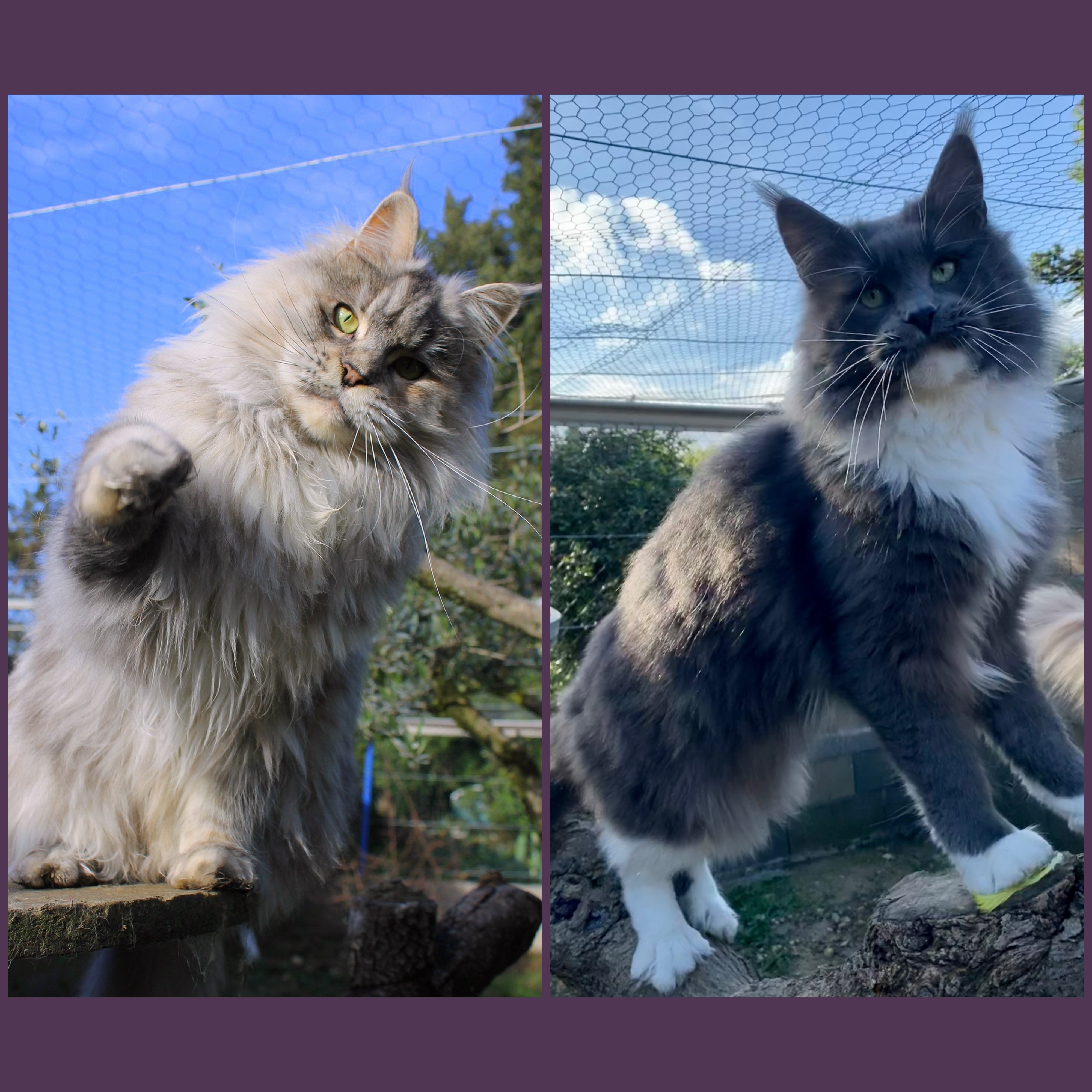 chaton Maine Coon Des Perles Géantes