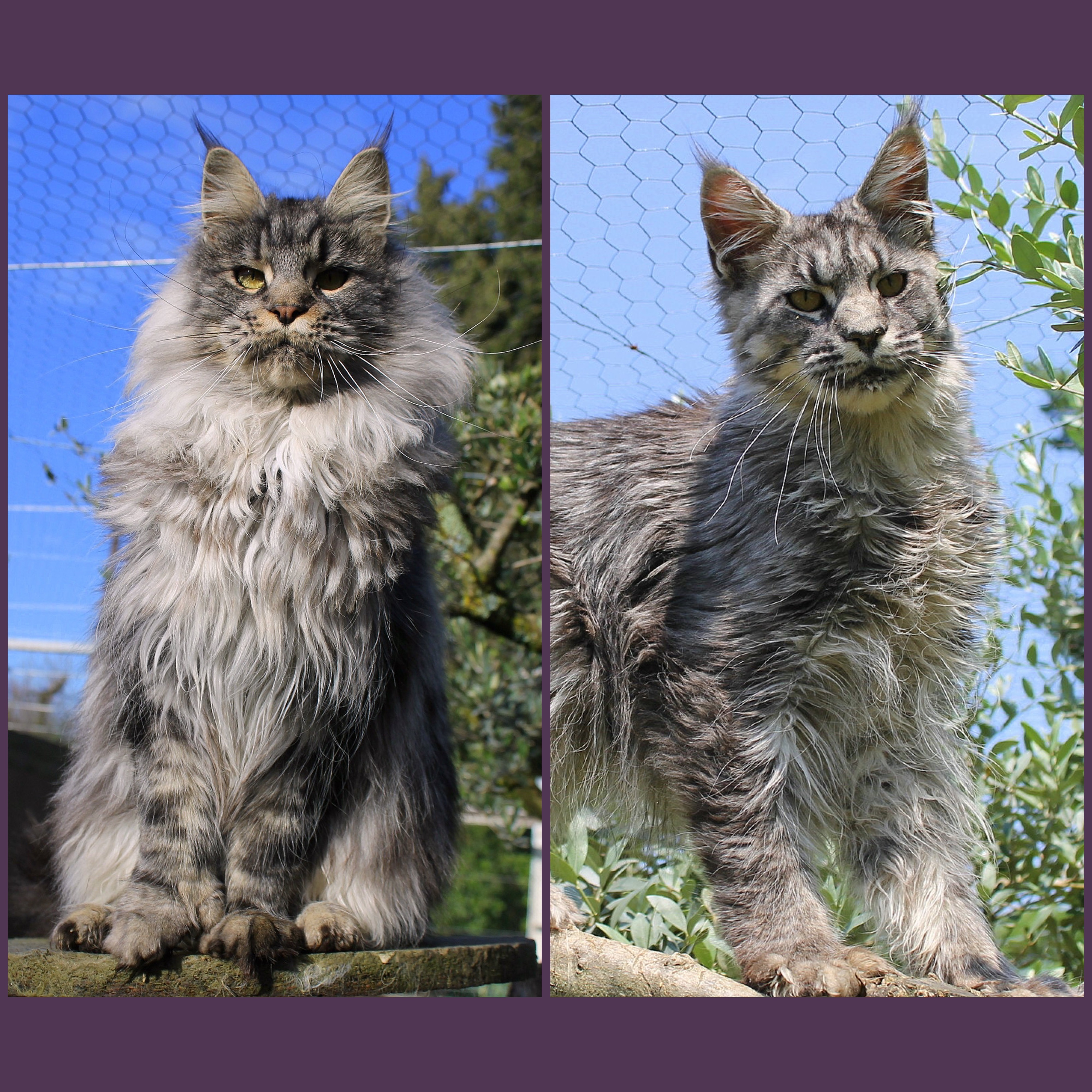 Des Perles Géantes - Maine Coon - Portée née le 05/08/2023