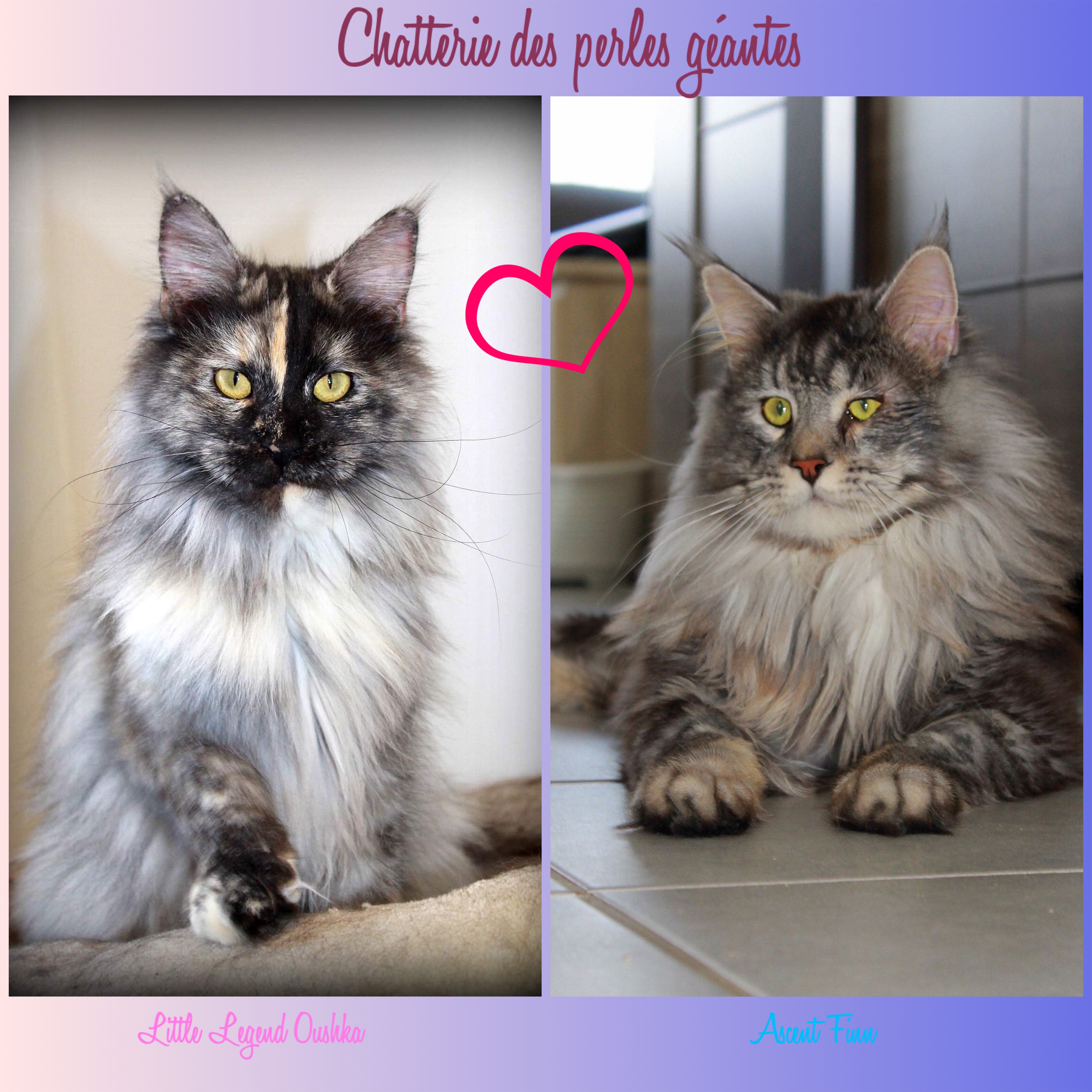 Des Perles Géantes - Maine Coon - Portée née le 09/04/2020